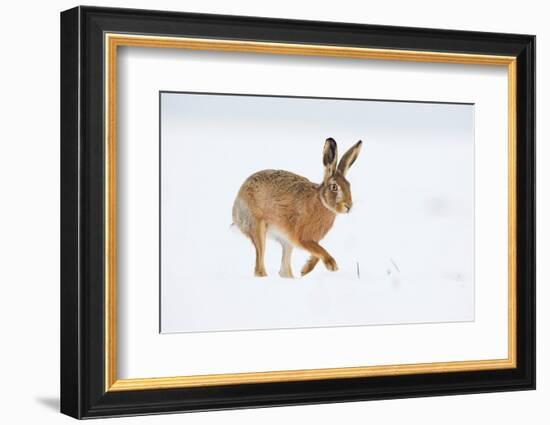 Brown hare adult walking across snowy field, Derbyshire, UK-Andrew Parkinson-Framed Photographic Print