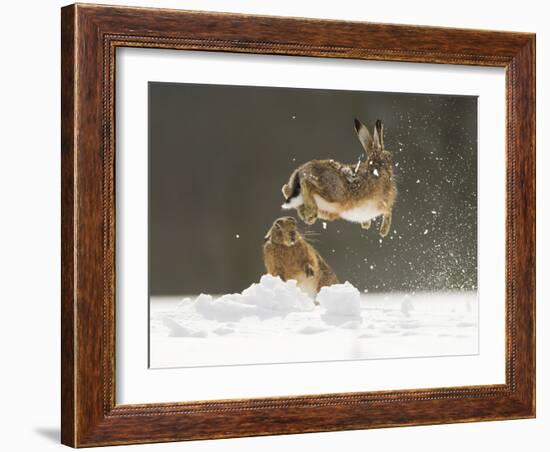 Brown Hare (Lepus Europaeus) Adult Female (Mid-Air) Leaping Out of Her Form in Snow-Andrew Parkinson-Framed Photographic Print