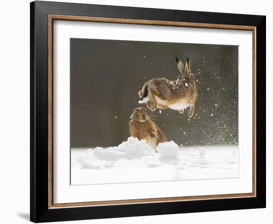 Brown Hare (Lepus Europaeus) Adult Female (Mid-Air) Leaping Out of Her Form in Snow-Andrew Parkinson-Framed Photographic Print