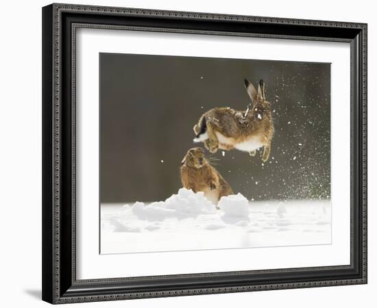 Brown Hare (Lepus Europaeus) Adult Female (Mid-Air) Leaping Out of Her Form in Snow-Andrew Parkinson-Framed Photographic Print