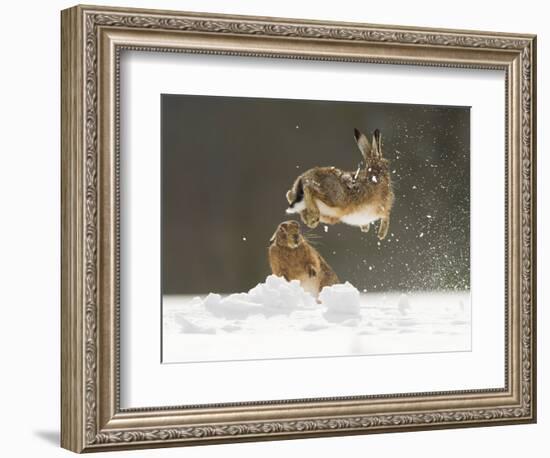 Brown Hare (Lepus Europaeus) Adult Female (Mid-Air) Leaping Out of Her Form in Snow-Andrew Parkinson-Framed Photographic Print