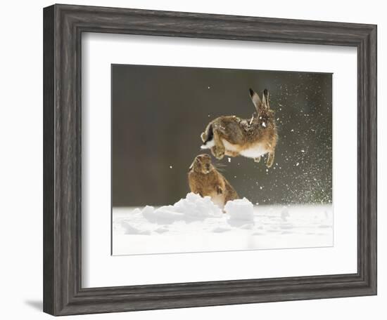 Brown Hare (Lepus Europaeus) Adult Female (Mid-Air) Leaping Out of Her Form in Snow-Andrew Parkinson-Framed Photographic Print