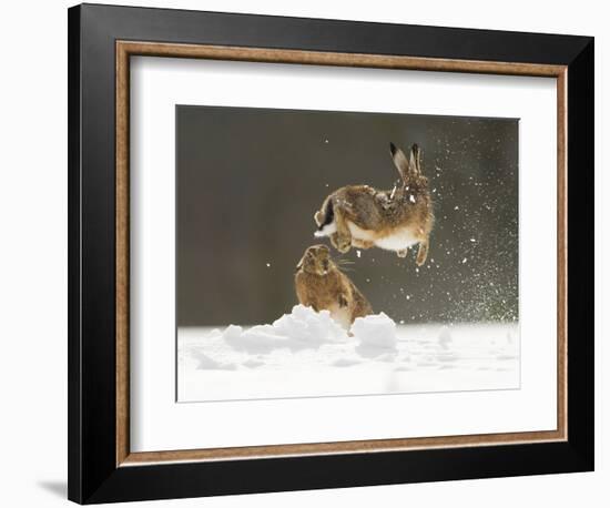 Brown Hare (Lepus Europaeus) Adult Female (Mid-Air) Leaping Out of Her Form in Snow-Andrew Parkinson-Framed Photographic Print