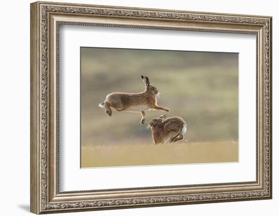 Brown hare male and female courtship behaviour, Scotland-null-Framed Photographic Print