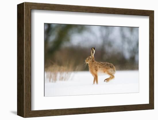 Brown hare skidding to a halt in a snow covered field, UK-Andrew Parkinson-Framed Photographic Print
