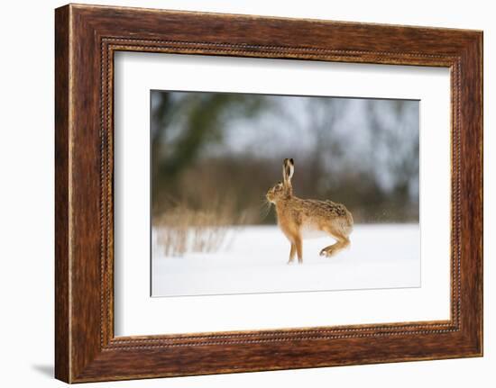 Brown hare skidding to a halt in a snow covered field, UK-Andrew Parkinson-Framed Photographic Print