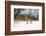 Brown hare skidding to a halt in a snow covered field, UK-Andrew Parkinson-Framed Photographic Print