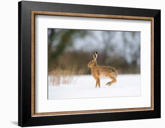 Brown hare skidding to a halt in a snow covered field, UK-Andrew Parkinson-Framed Photographic Print