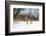 Brown hare skidding to a halt in a snow covered field, UK-Andrew Parkinson-Framed Photographic Print