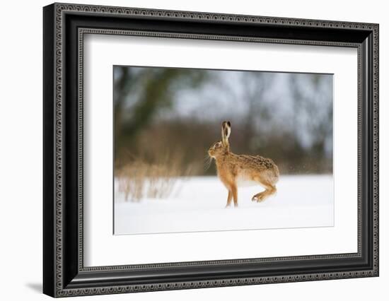 Brown hare skidding to a halt in a snow covered field, UK-Andrew Parkinson-Framed Photographic Print
