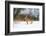 Brown hare skidding to a halt in a snow covered field, UK-Andrew Parkinson-Framed Photographic Print