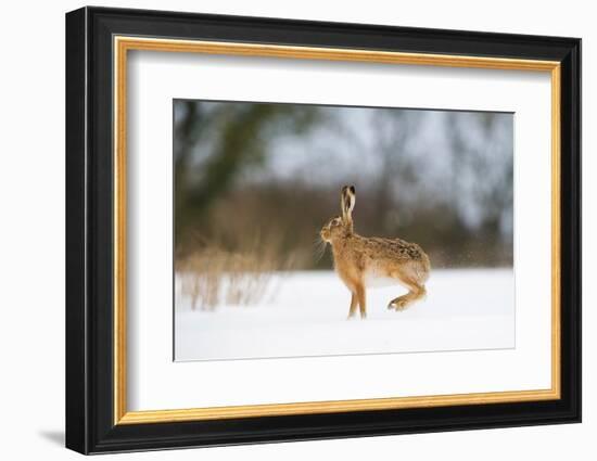 Brown hare skidding to a halt in a snow covered field, UK-Andrew Parkinson-Framed Photographic Print