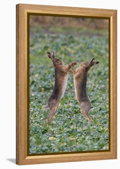 Brown Hares Two Boxing-null-Framed Premier Image Canvas