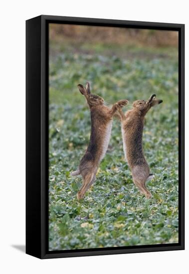 Brown Hares Two Boxing-null-Framed Premier Image Canvas