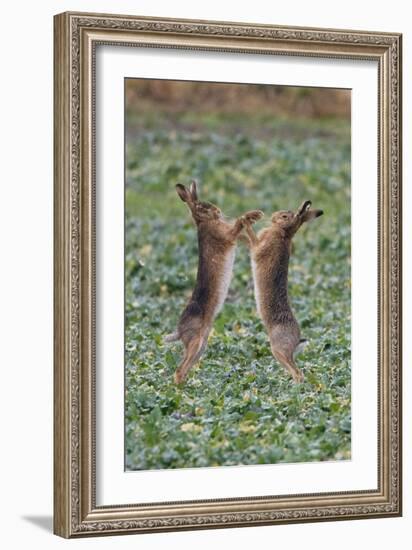 Brown Hares Two Boxing-null-Framed Photographic Print