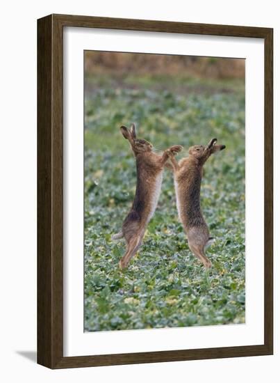 Brown Hares Two Boxing-null-Framed Photographic Print