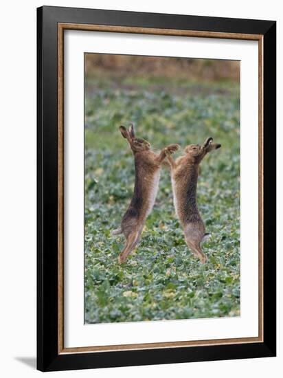 Brown Hares Two Boxing-null-Framed Photographic Print