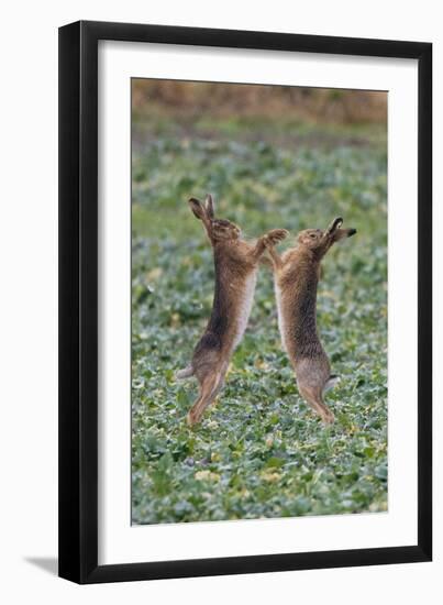 Brown Hares Two Boxing-null-Framed Photographic Print