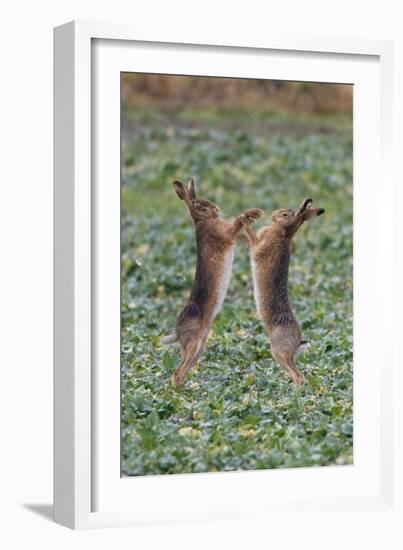 Brown Hares Two Boxing-null-Framed Photographic Print