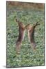 Brown Hares Two Boxing-null-Mounted Photographic Print