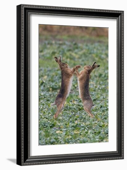 Brown Hares Two Boxing-null-Framed Photographic Print