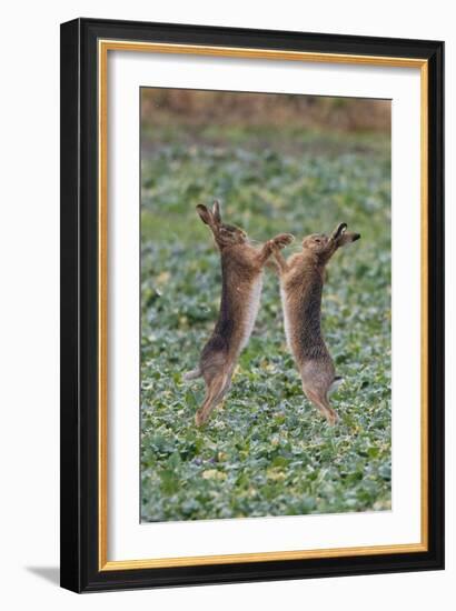 Brown Hares Two Boxing-null-Framed Photographic Print