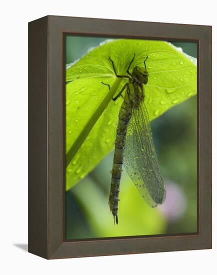 Brown Hawker Aeshna Dragonfly Newly Emerged Adult Sheltering from Rain, West Sussex, England, UK-Andy Sands-Framed Premier Image Canvas