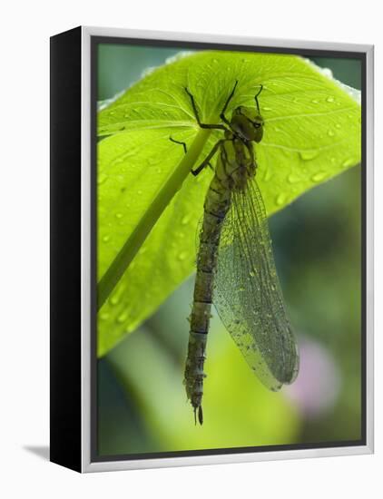 Brown Hawker Aeshna Dragonfly Newly Emerged Adult Sheltering from Rain, West Sussex, England, UK-Andy Sands-Framed Premier Image Canvas