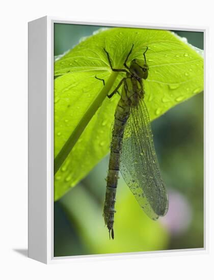 Brown Hawker Aeshna Dragonfly Newly Emerged Adult Sheltering from Rain, West Sussex, England, UK-Andy Sands-Framed Premier Image Canvas