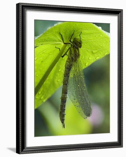 Brown Hawker Aeshna Dragonfly Newly Emerged Adult Sheltering from Rain, West Sussex, England, UK-Andy Sands-Framed Photographic Print