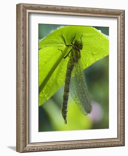 Brown Hawker Aeshna Dragonfly Newly Emerged Adult Sheltering from Rain, West Sussex, England, UK-Andy Sands-Framed Photographic Print