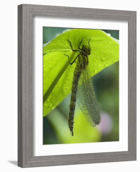 Brown Hawker Aeshna Dragonfly Newly Emerged Adult Sheltering from Rain, West Sussex, England, UK-Andy Sands-Framed Photographic Print
