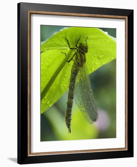 Brown Hawker Aeshna Dragonfly Newly Emerged Adult Sheltering from Rain, West Sussex, England, UK-Andy Sands-Framed Photographic Print