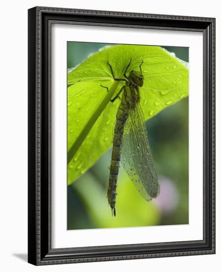 Brown Hawker Aeshna Dragonfly Newly Emerged Adult Sheltering from Rain, West Sussex, England, UK-Andy Sands-Framed Photographic Print