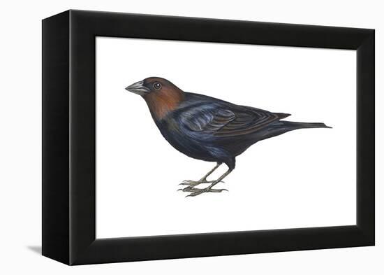 Brown-Headed Cowbird (Molothrus Ater), Birds-Encyclopaedia Britannica-Framed Stretched Canvas