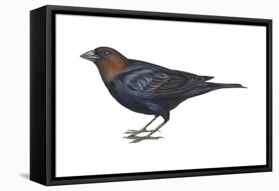 Brown-Headed Cowbird (Molothrus Ater), Birds-Encyclopaedia Britannica-Framed Stretched Canvas