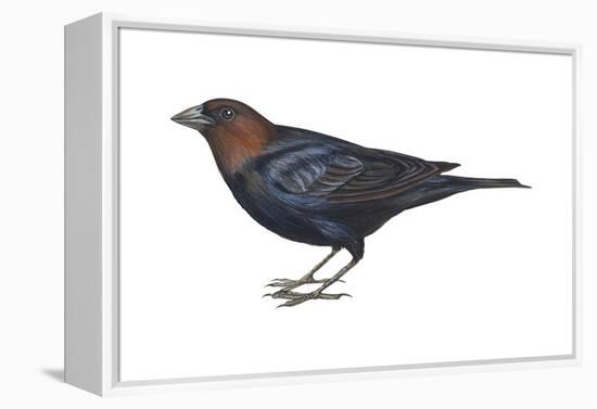 Brown-Headed Cowbird (Molothrus Ater), Birds-Encyclopaedia Britannica-Framed Stretched Canvas