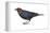 Brown-Headed Cowbird (Molothrus Ater), Birds-Encyclopaedia Britannica-Framed Stretched Canvas