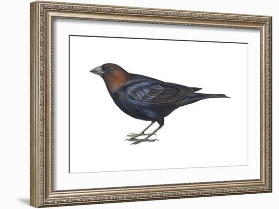 Brown-Headed Cowbird (Molothrus Ater), Birds-Encyclopaedia Britannica-Framed Art Print