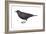 Brown-Headed Cowbird (Molothrus Ater), Birds-Encyclopaedia Britannica-Framed Art Print