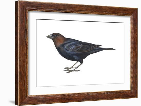 Brown-Headed Cowbird (Molothrus Ater), Birds-Encyclopaedia Britannica-Framed Art Print