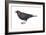 Brown-Headed Cowbird (Molothrus Ater), Birds-Encyclopaedia Britannica-Framed Art Print