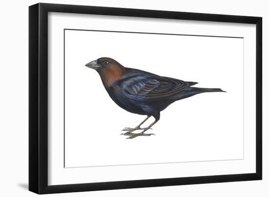 Brown-Headed Cowbird (Molothrus Ater), Birds-Encyclopaedia Britannica-Framed Art Print