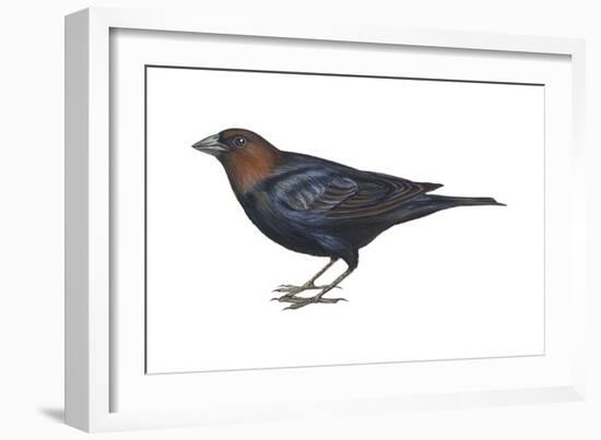 Brown-Headed Cowbird (Molothrus Ater), Birds-Encyclopaedia Britannica-Framed Art Print