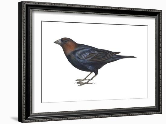 Brown-Headed Cowbird (Molothrus Ater), Birds-Encyclopaedia Britannica-Framed Art Print