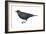 Brown-Headed Cowbird (Molothrus Ater), Birds-Encyclopaedia Britannica-Framed Art Print