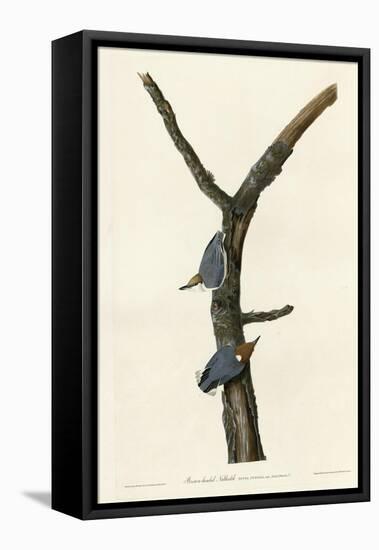 Brown Headed Nuthatch-null-Framed Premier Image Canvas