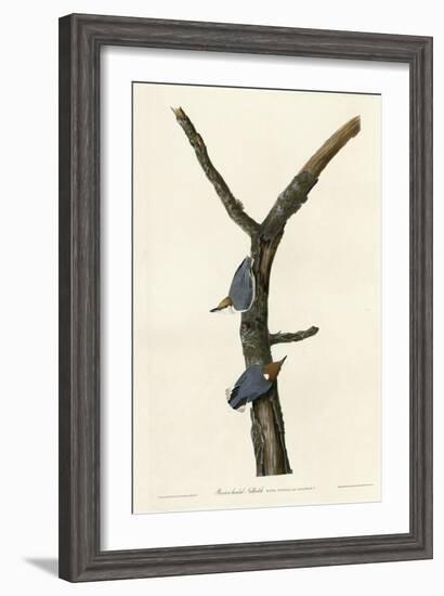 Brown Headed Nuthatch-null-Framed Giclee Print