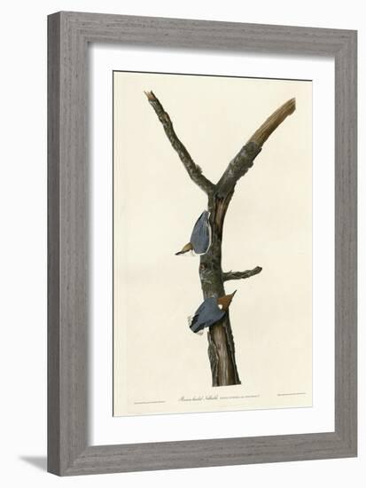 Brown Headed Nuthatch-null-Framed Giclee Print