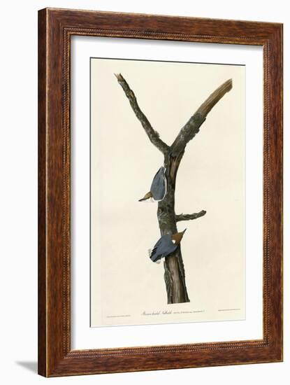 Brown Headed Nuthatch-null-Framed Giclee Print